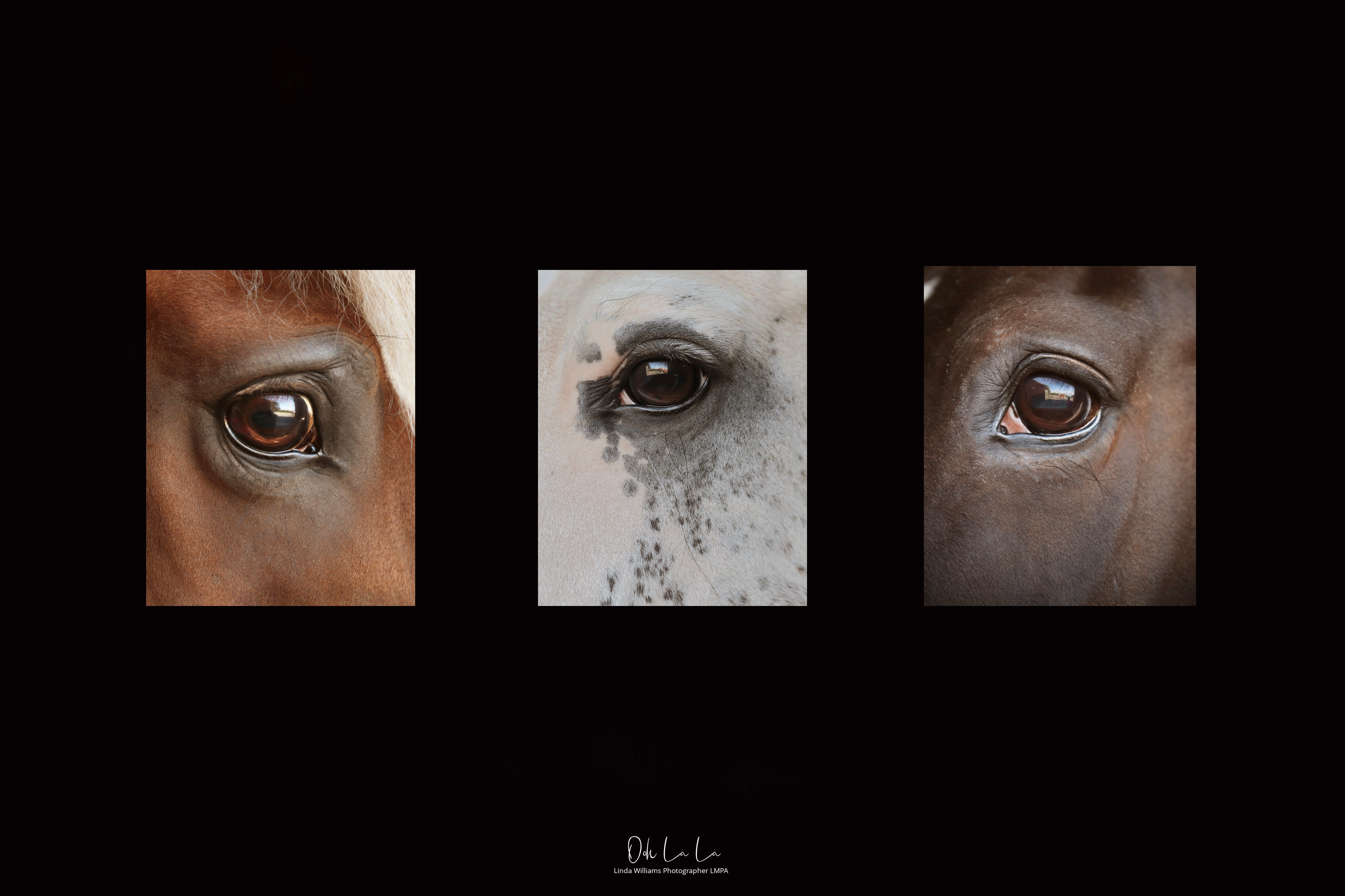 A trio of the expression in horses eyes