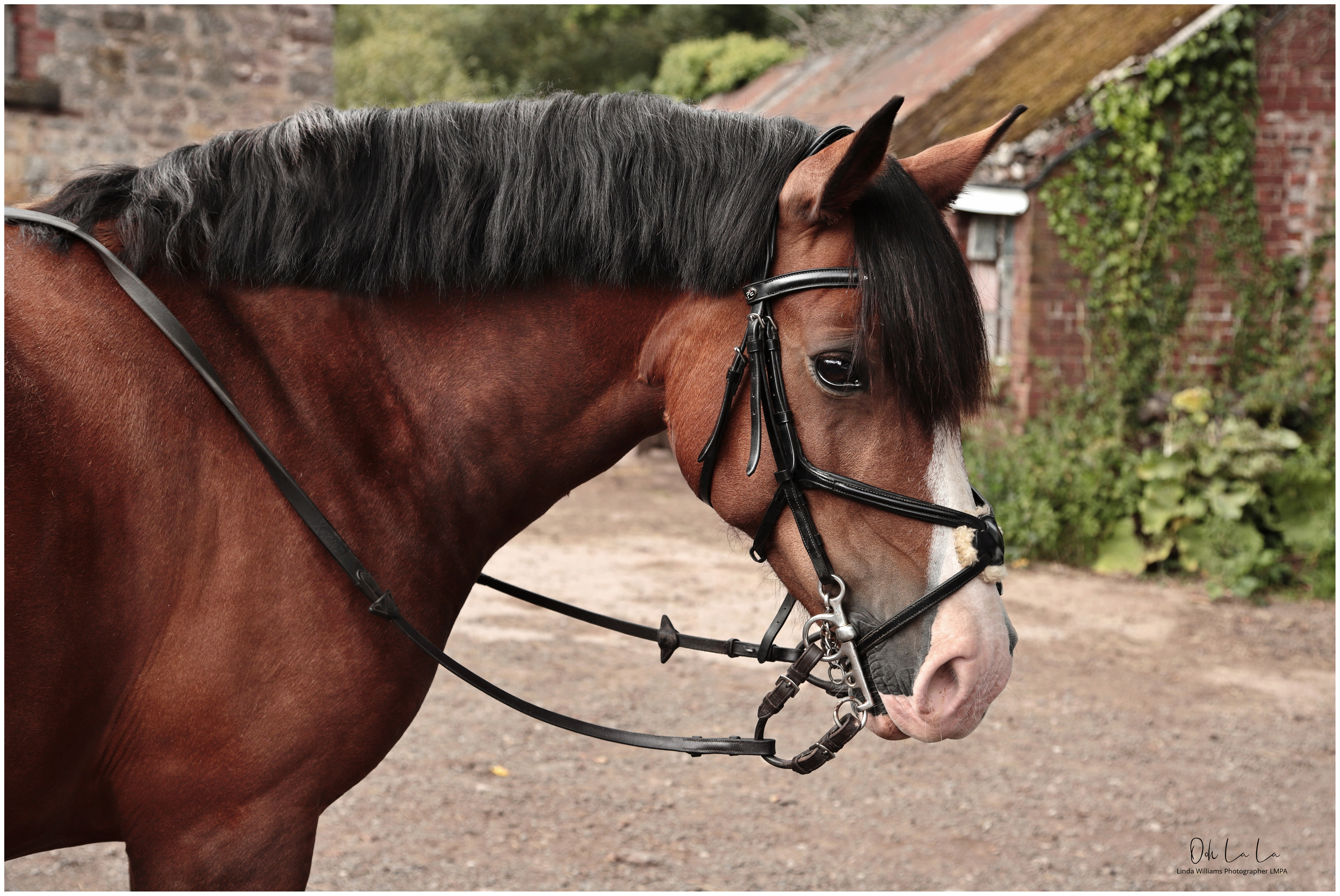 portriat of a bay pony in bridle